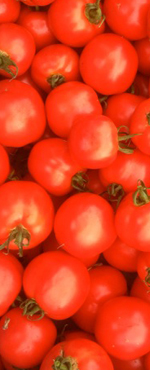 Tomatoes at the Farmers Market booth