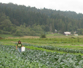 a FarmGirl harvesting produce