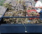 harvesting garlic